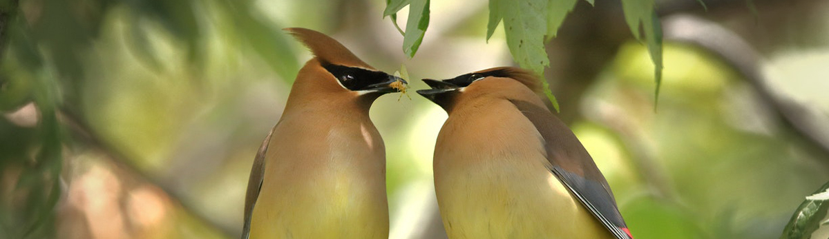 Pro coaching mouvement colibris